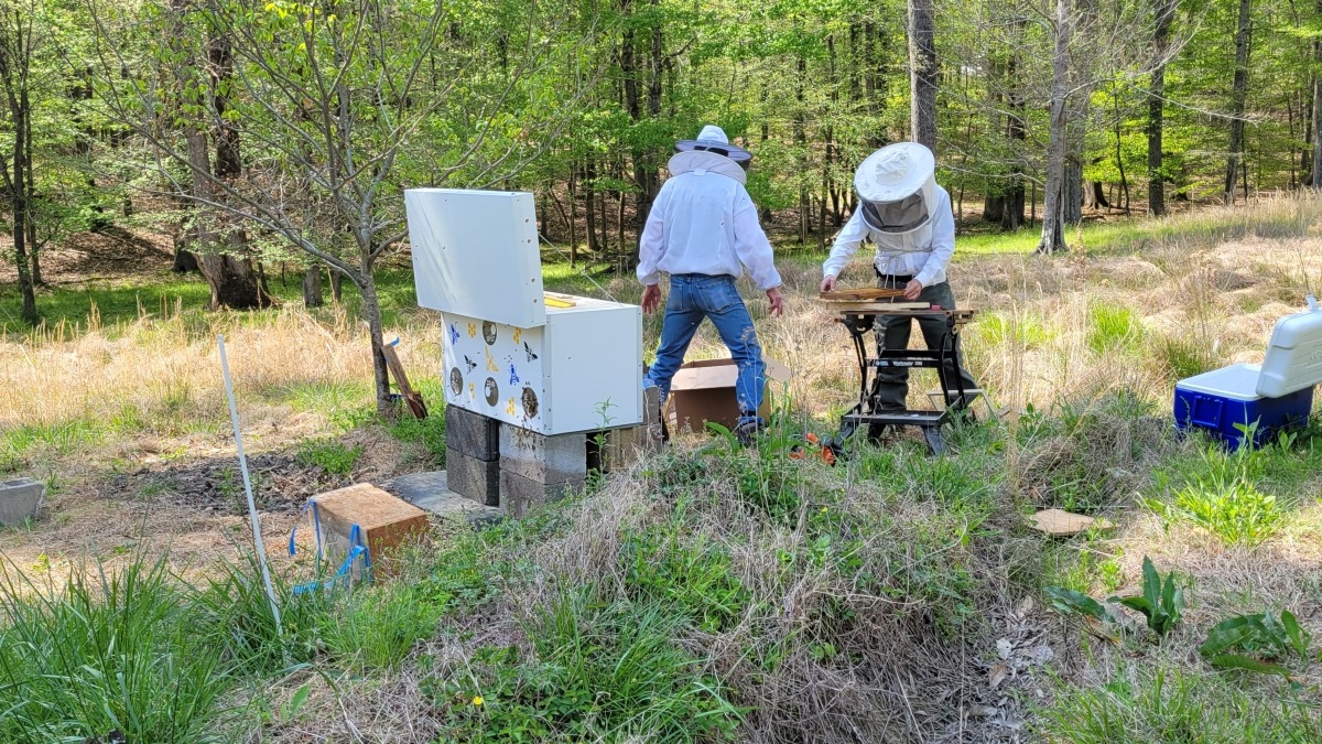 Working with bees