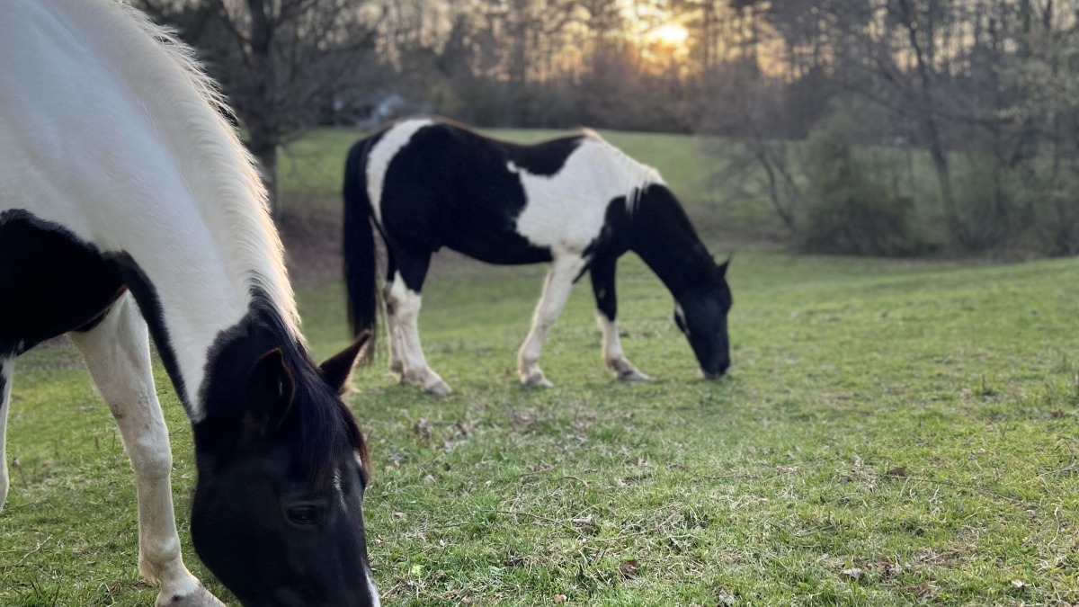 Previous use was for horses