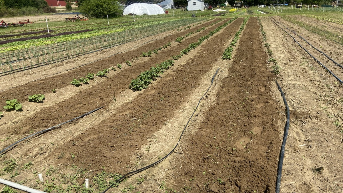 Farm fields in production