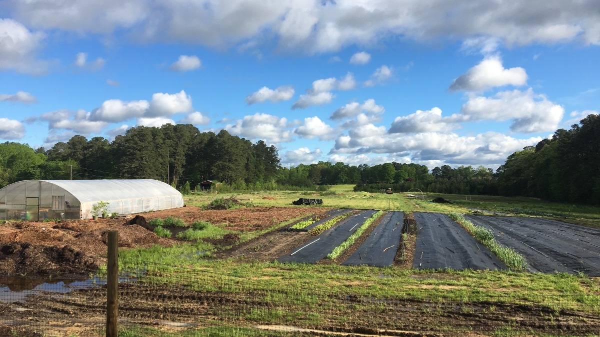 View of production field and greenhouse