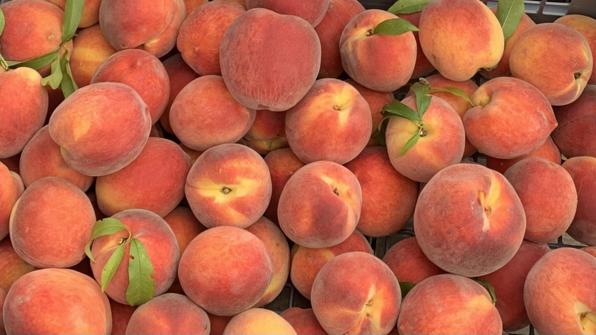 Peaches grown 