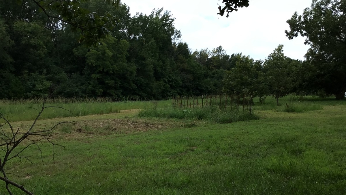Current garden patch