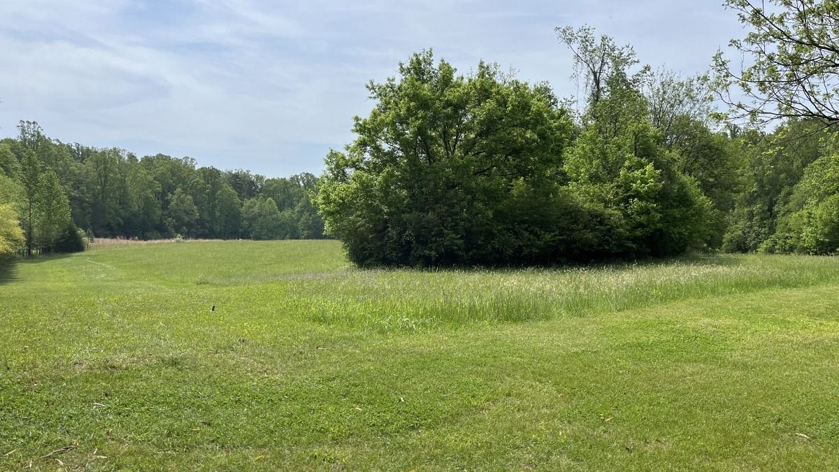 Back Field