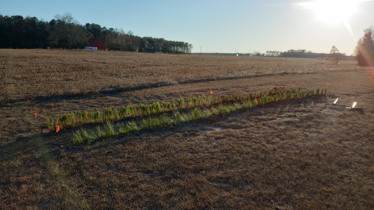 Nursery Beds and Field Crops