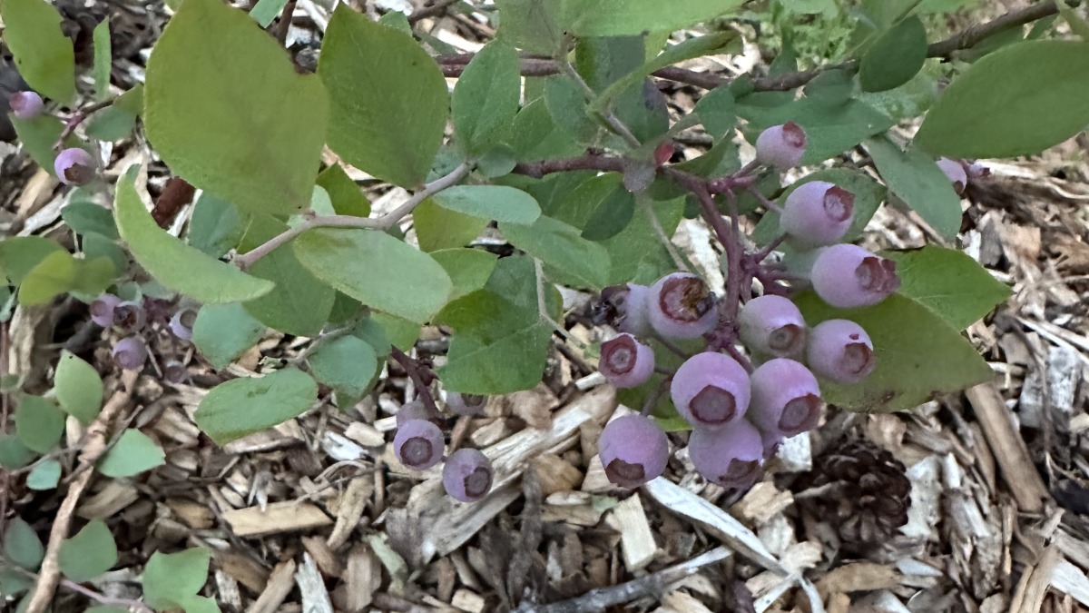 Young blueberry bush