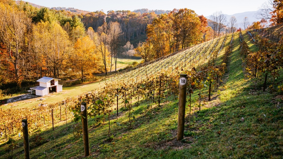 Vineyard with mtn view