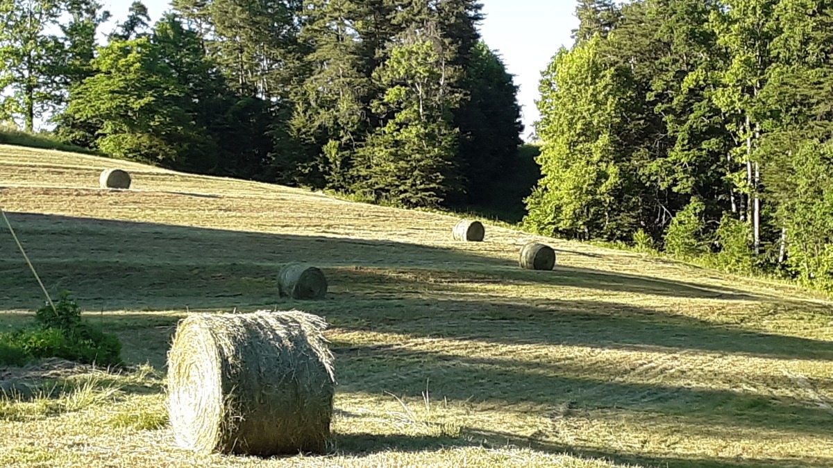 South facing pasture with round bales
