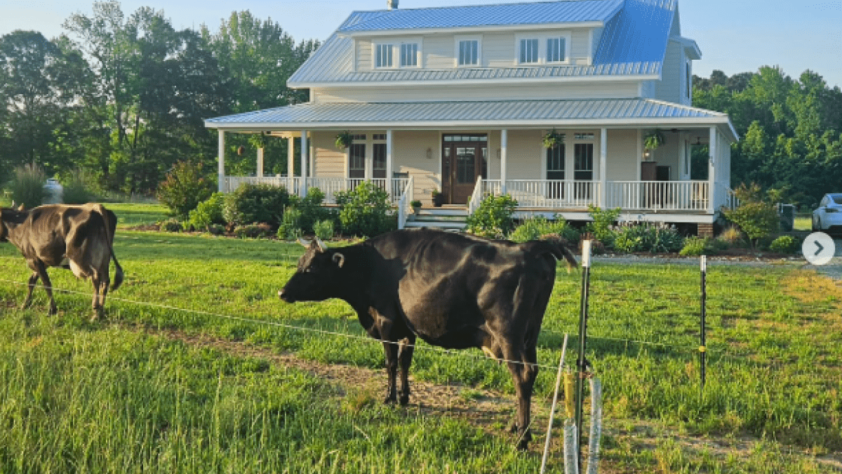 cows in front of house