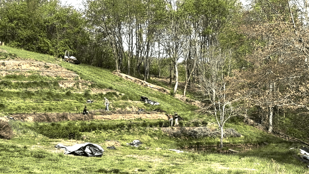 terraced herb production