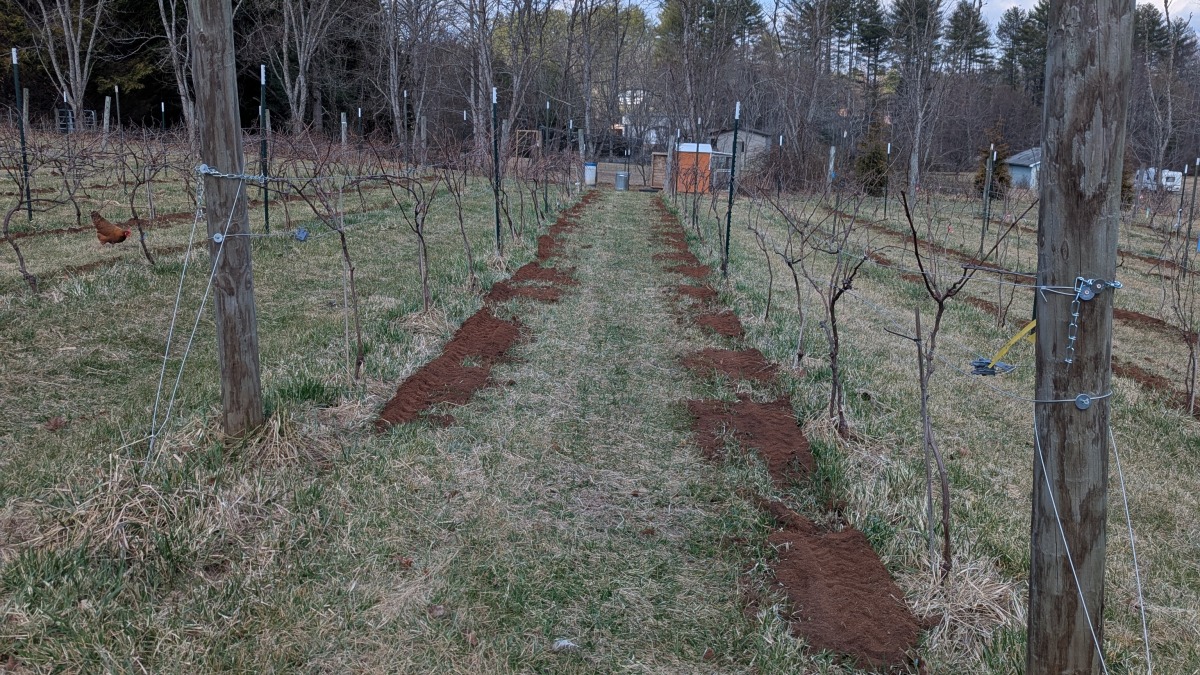 compost applied as top dressing to vines
