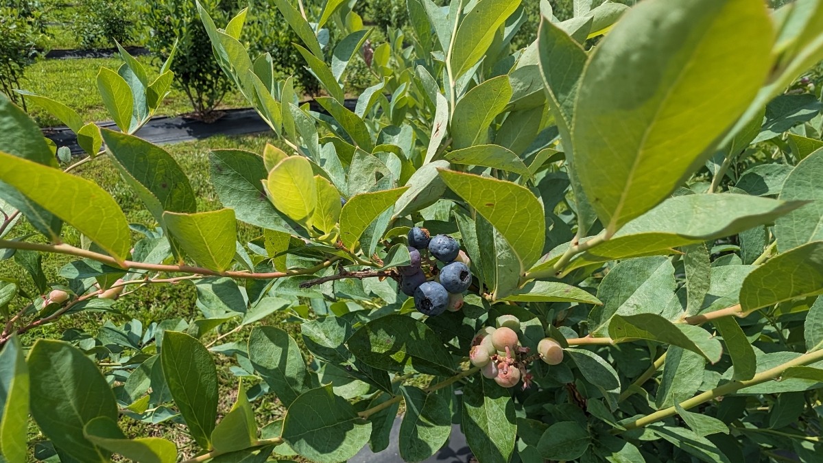 Year 2025 blueberries