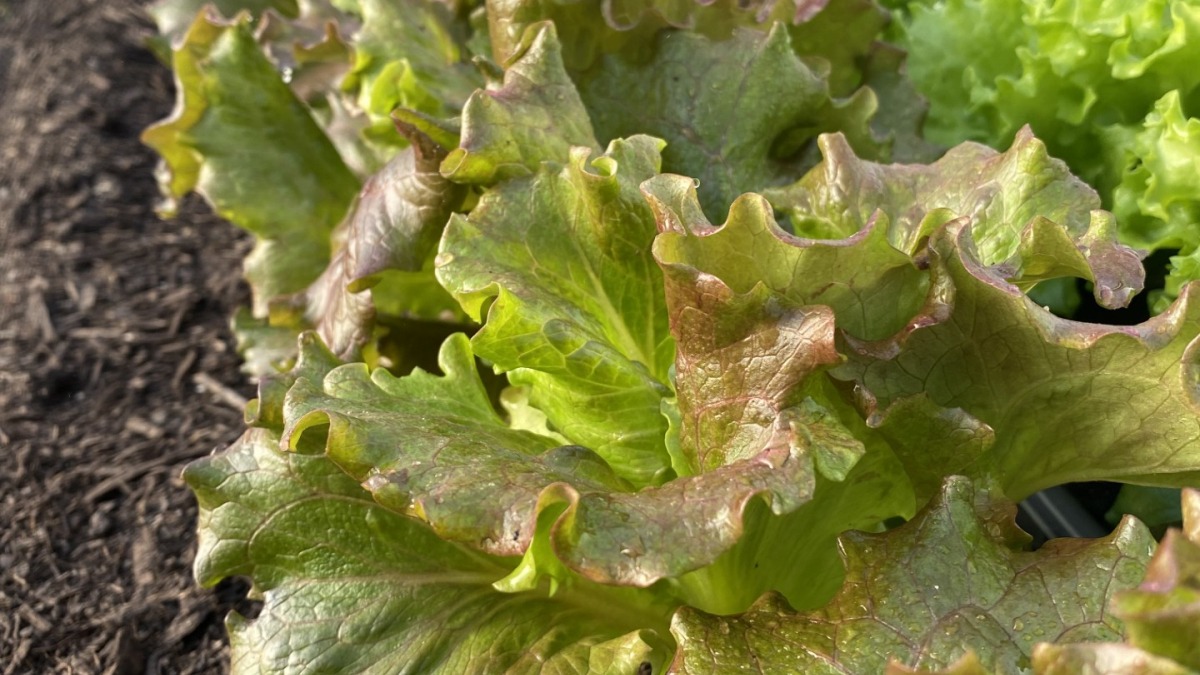 Lettuce crop in winter production
