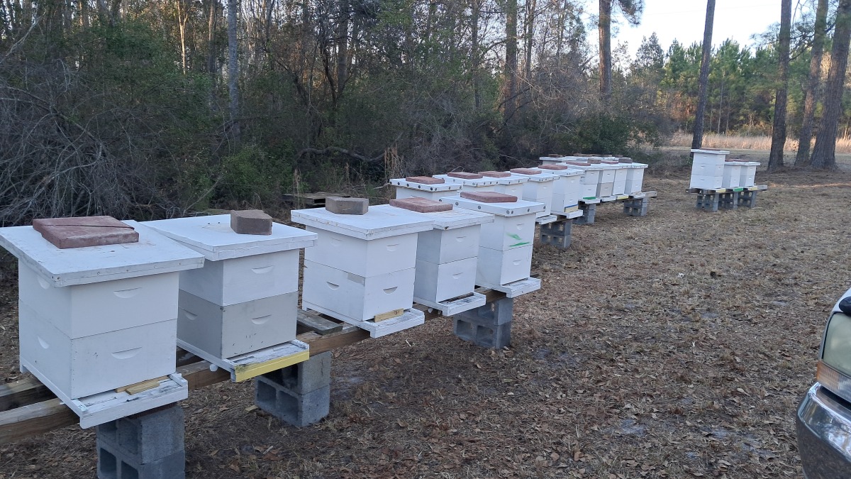 Bees  in hives 