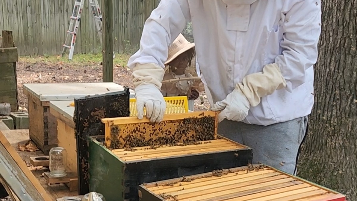 Our first honey harvest 