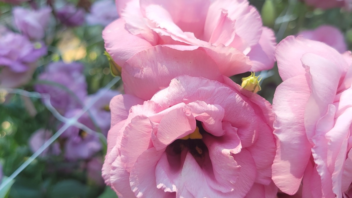 Specialty flowers 
