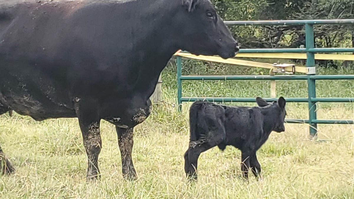 One of my Original Registered Cow purchases and her September of 2024 Calf
