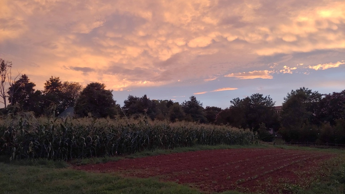 sunset over corn