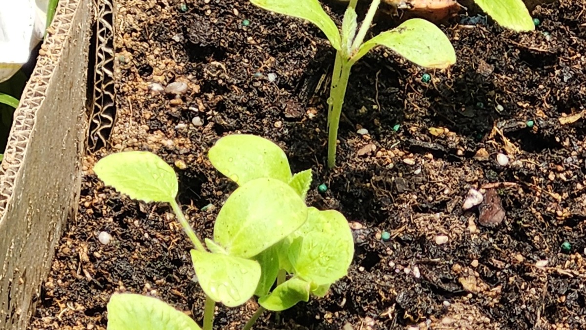 Plant box