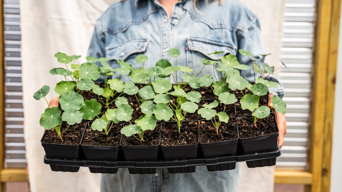 We Grow Potted Plants In Spring. 