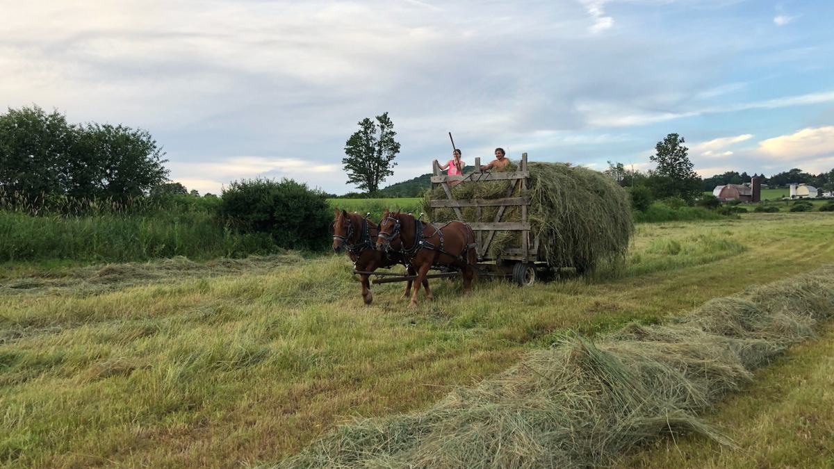 Taking a load of loose hay to the barn 