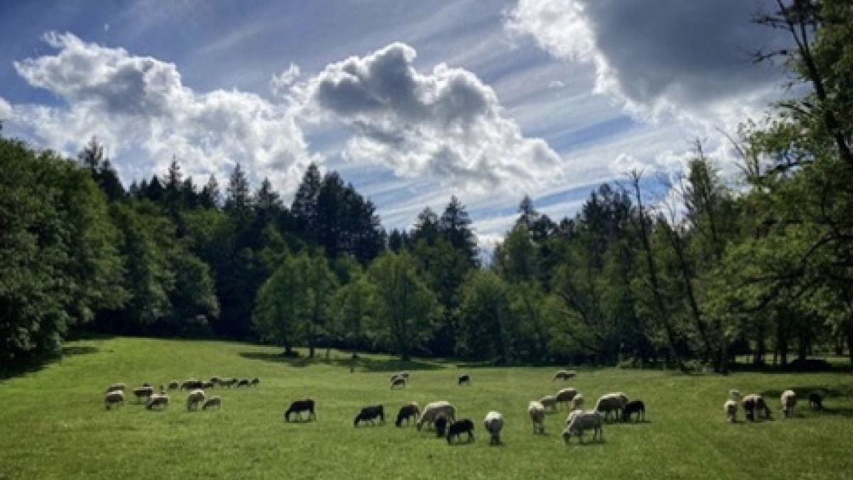 a pasture with sheep and a cloudy sunny sky with a forest in the background