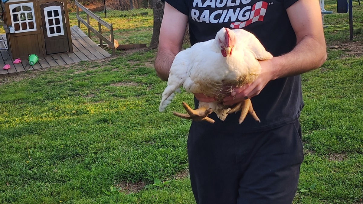 This is a 7/8 week old cornish cross broiler we raised in our backyard on grass/pasture in 2026.