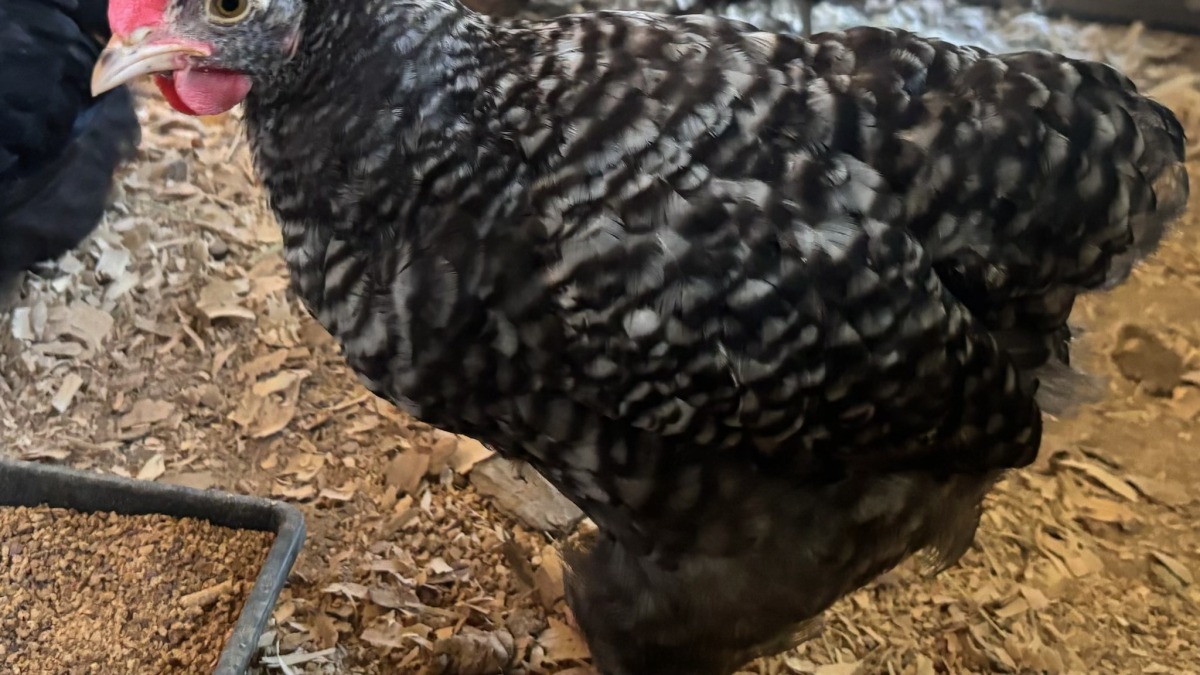Barred chicken standing among black chickens inside the coop.