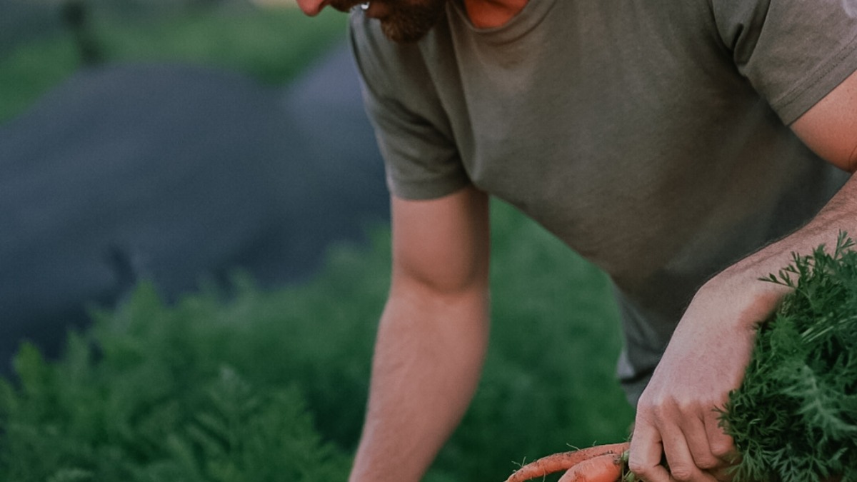 Harvesting carrots