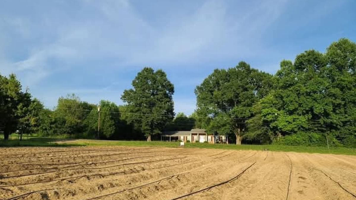 Newly plowed feild