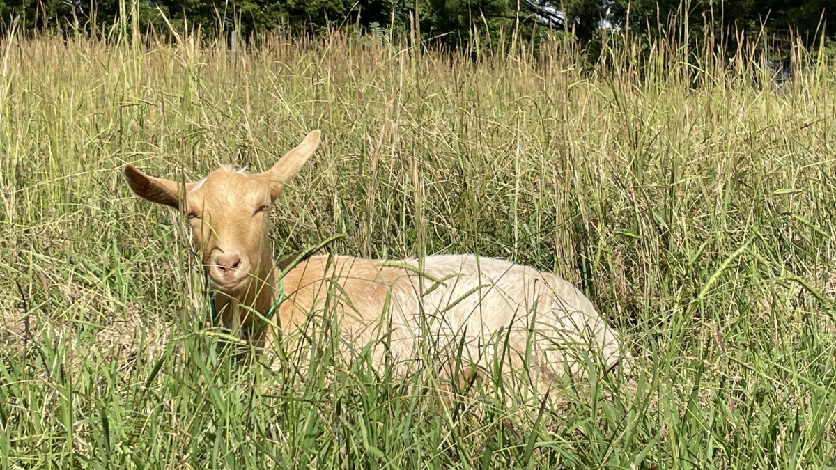 Flora. Guernsey milk goat doeling.