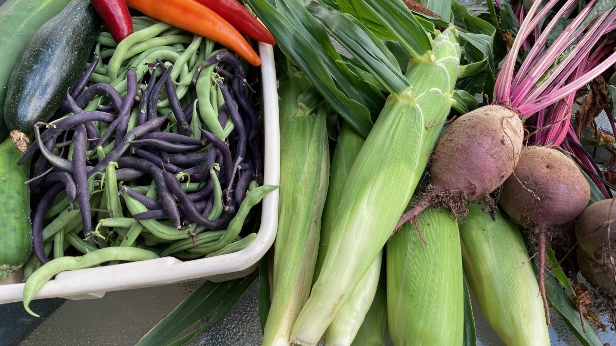 Summer harvest