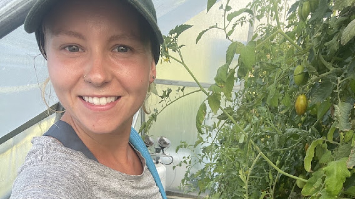 Picking tomatoes on a ladder
