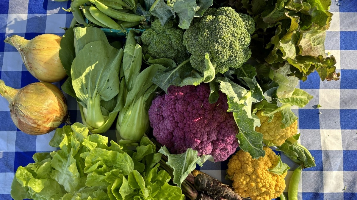 Florida winter CSA share