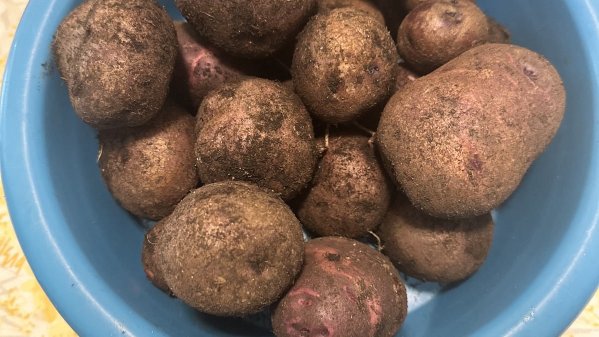 The first potatoes I’ve ever grown