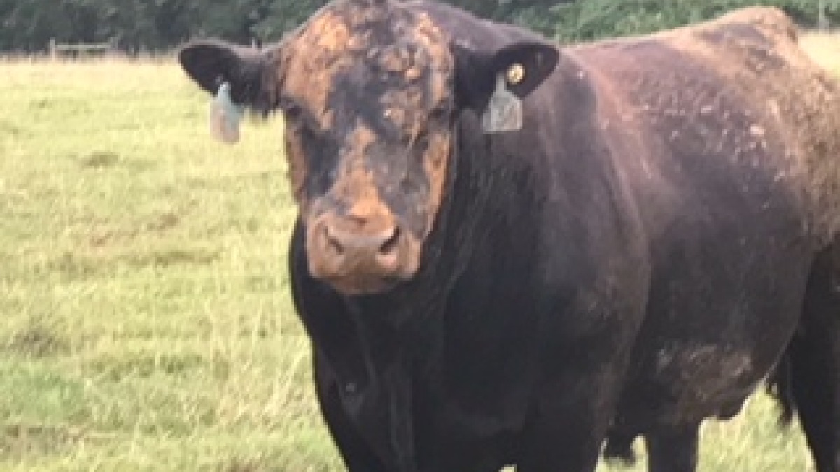 Cool Springs Angus Farm, LLC