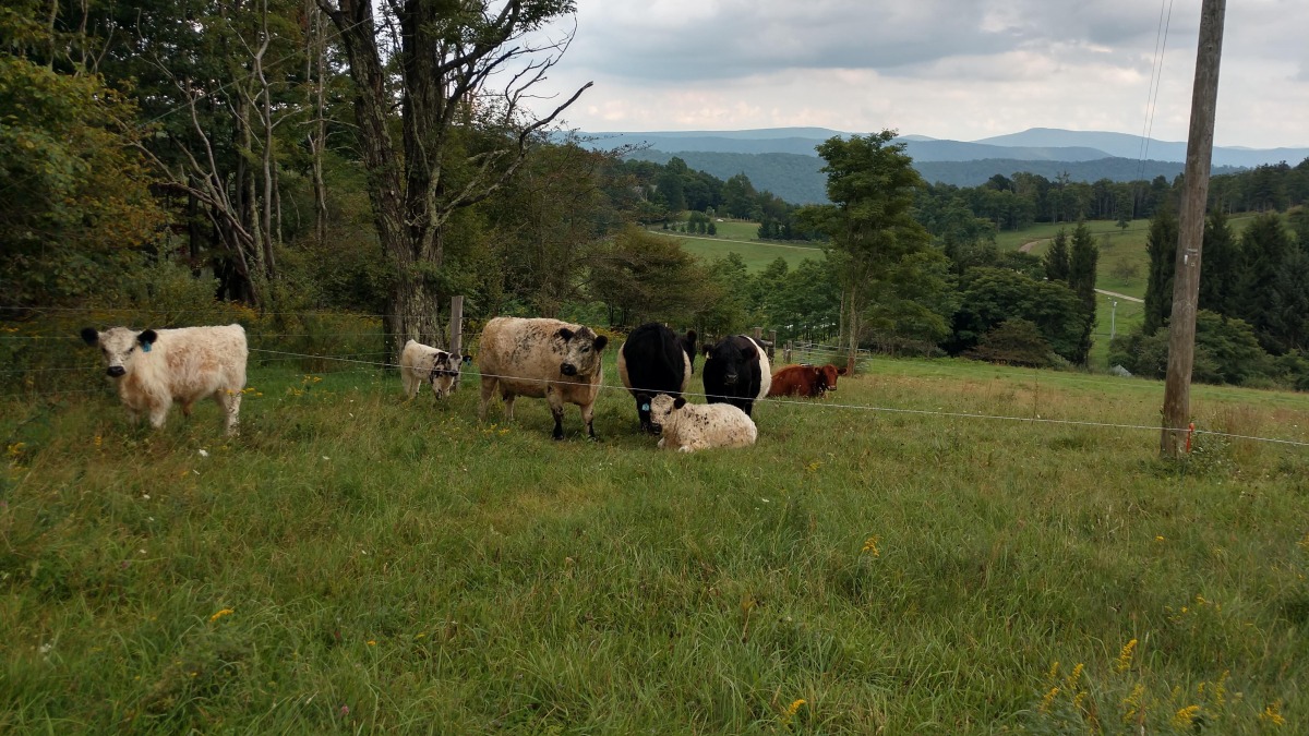Rotationally grazing cattle on pasture, AMI Farm 202