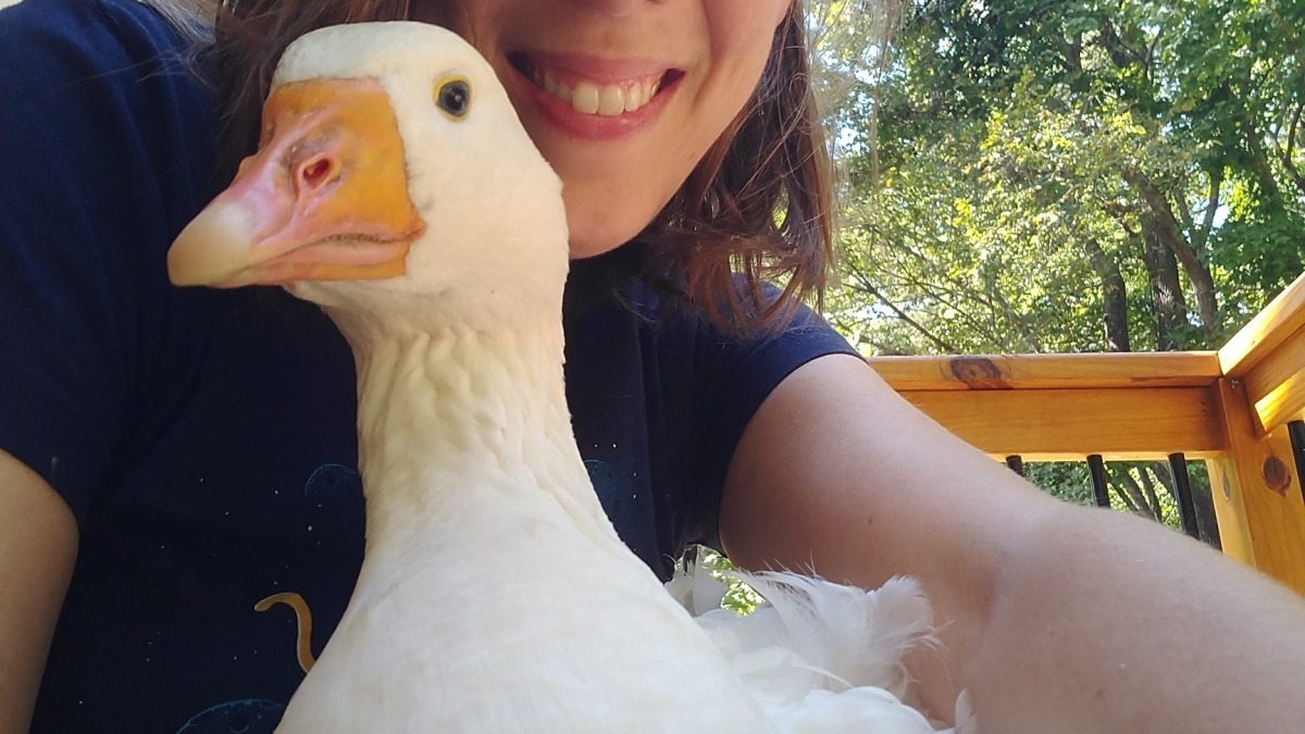 Brittany holding a Sebastopol goose