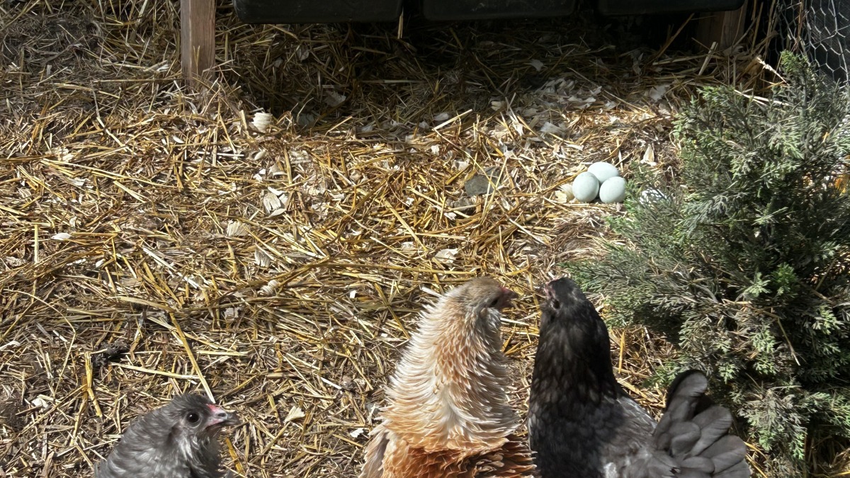 Hens in their pen next to a green nesting box, on straw.