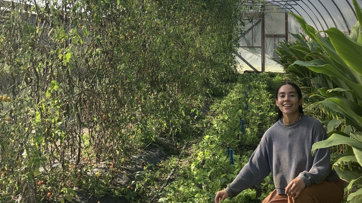Antonia in high tunnel with turmeric, greens and tomatoes