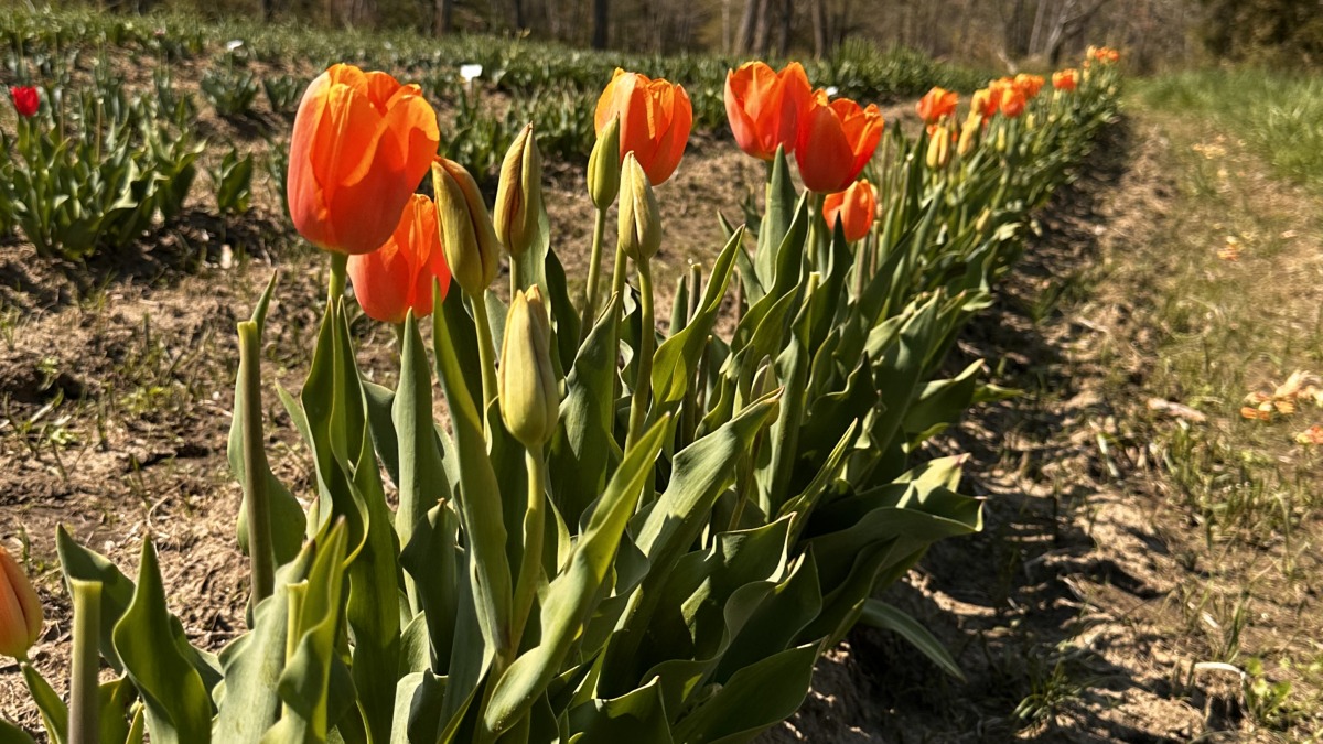 Tulips on rows