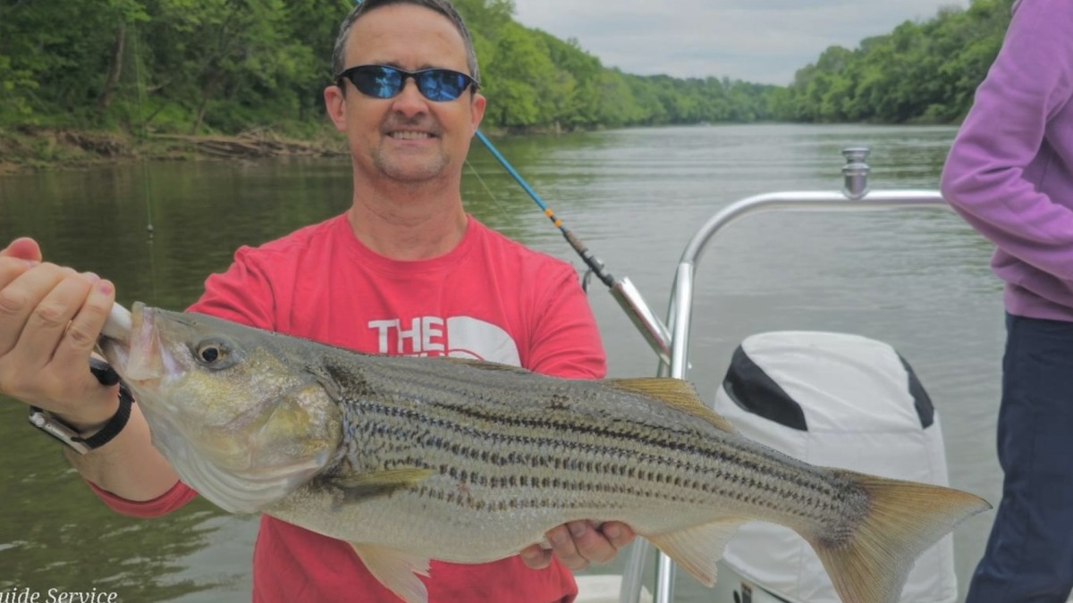Striper run in May on the Roanoke River