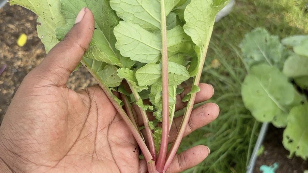 A radish I harvested