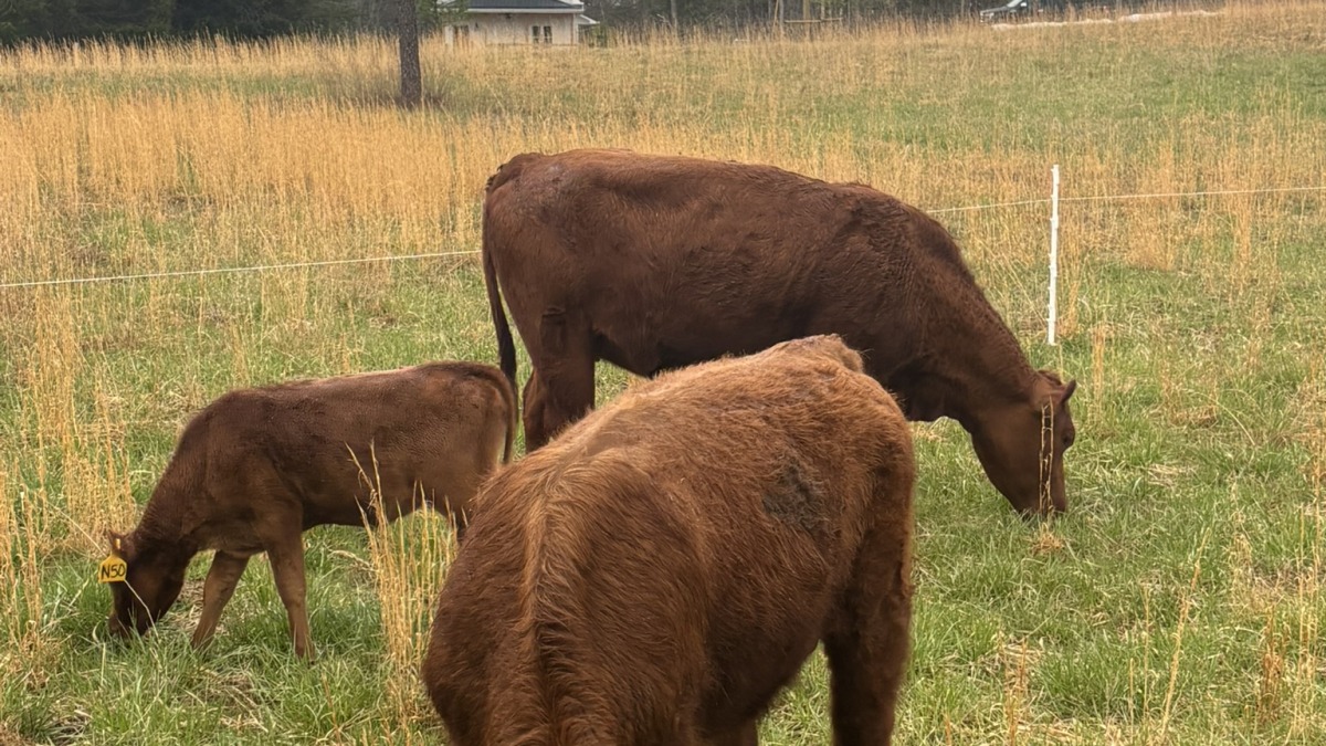 My herd