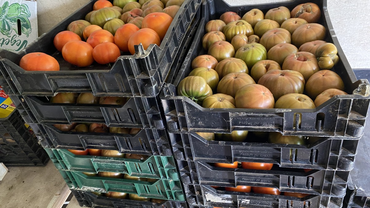 Trays of beefsteak and cherokee purple tomatoes ready for market