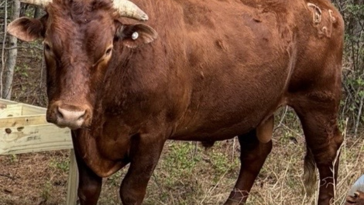 Beefmaster Bull