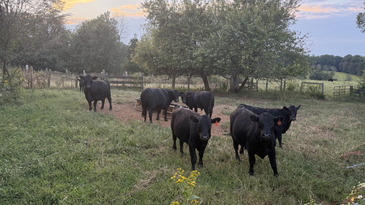 Some of our cows