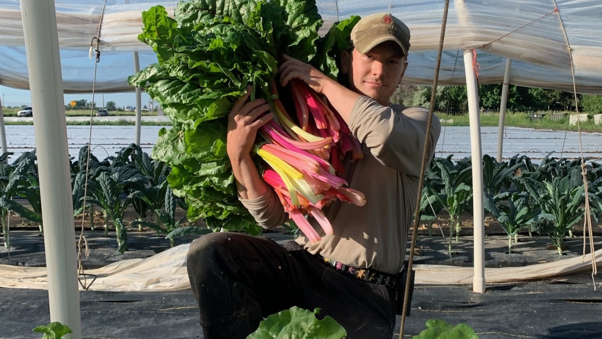 Drew harvesting rainbow chard from cat tunnels in northern Colorado 