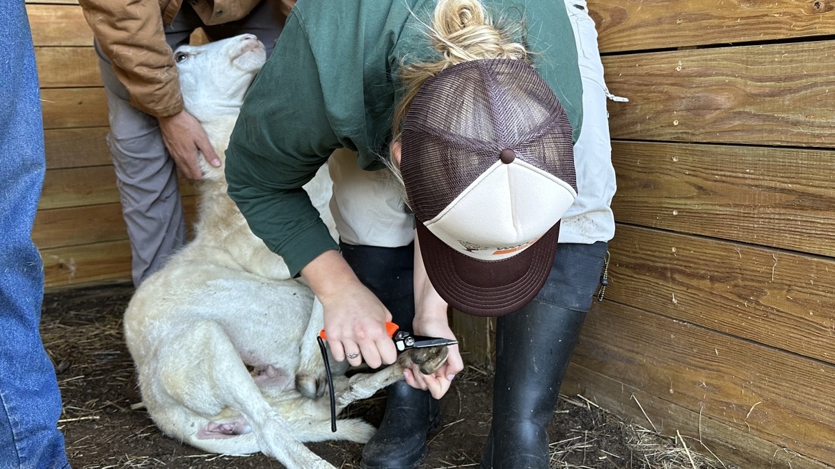 A person in a green shirt and brown cap trims a sheep’s hoof while another person steadies the animal inside a wooden pen. The sheep is calm and lying on its side on the barn floor. The scene captures hands-on animal care and teamwork on the farm.