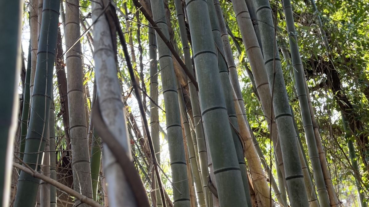 Timber Bamboo farm 