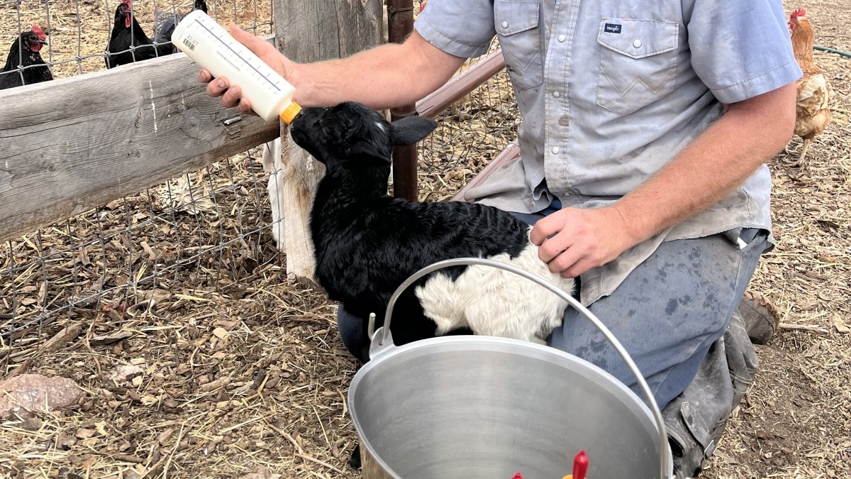 Mike bottle feeding lambs at Sustainable Settings in Colorado 